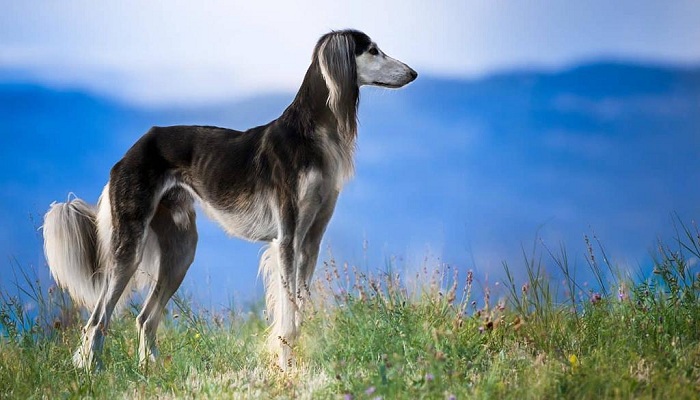 saluki-1
