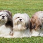 Lhasa-apso-3