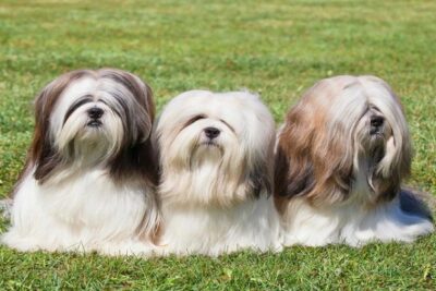 Lhasa-apso-3
