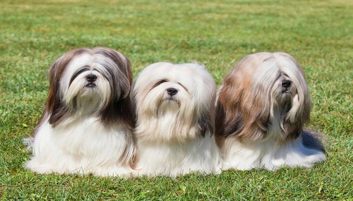 Lhasa-apso-3