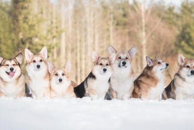 Pembroke-Welsh-Corgi-2