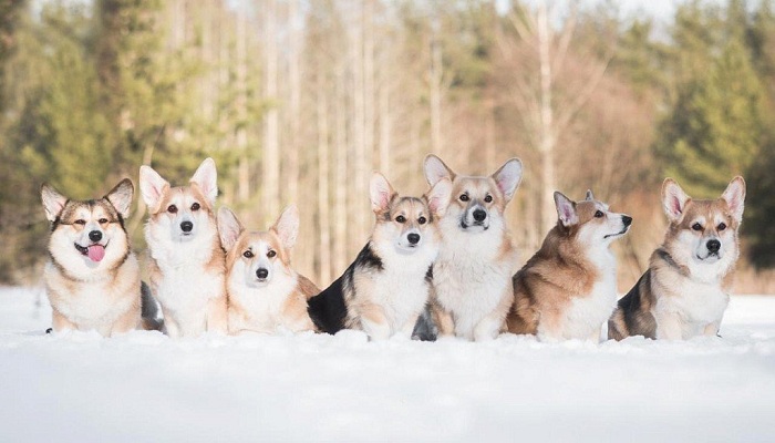 Pembroke-Welsh-Corgi-2
