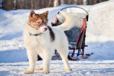 Perro-de-Groenlandia-2
