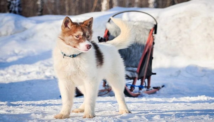 Perro-de-Groenlandia-2