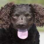 Perro-de-agua-americano-3