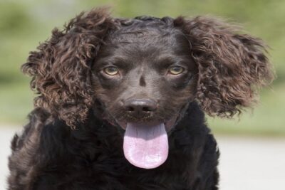 Perro-de-agua-americano-3