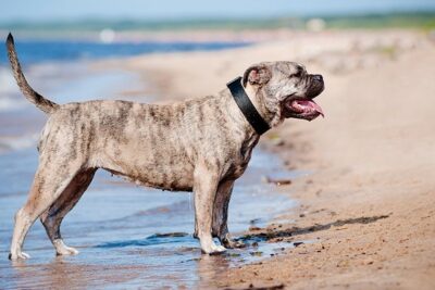 Perro-dogo-mallorquín-1