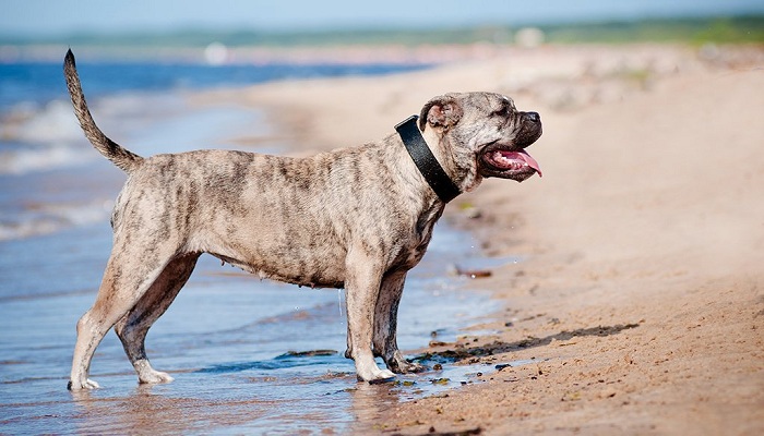Perro-dogo-mallorquín-1