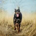 Pinscher-alemán-1