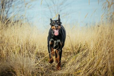 Pinscher-alemán-1