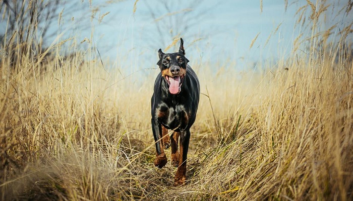 Pinscher-alemán-1