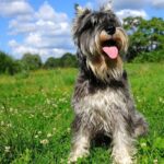 Schnauzer-estándar-4
