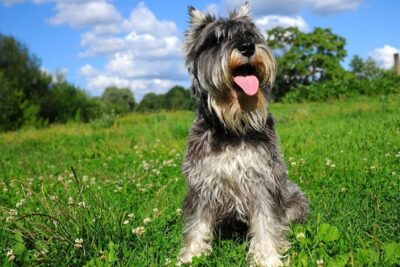 Schnauzer-estándar-4
