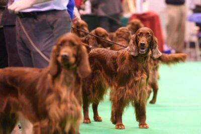 Setter-irlandés-3