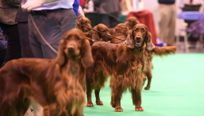Setter-irlandés-3