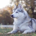 Siberian-husky-2