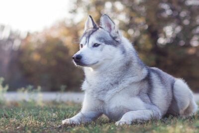Siberian-husky-2