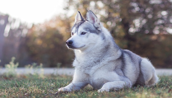 Siberian-husky-2
