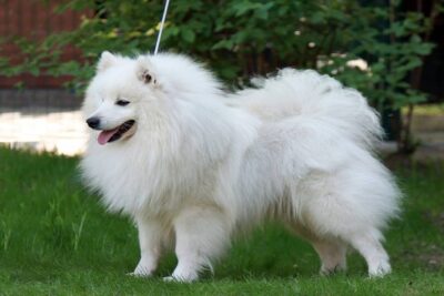 Spitz-grande-1