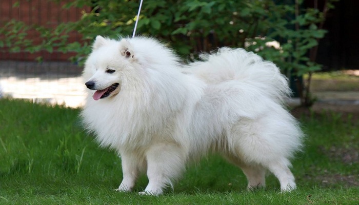Spitz-grande-1