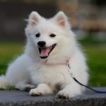 Spitz-japonés-3