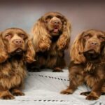 Sussex-Spaniels-3