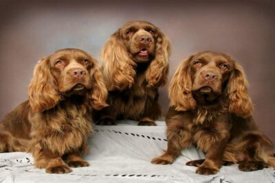 Sussex-Spaniels-3