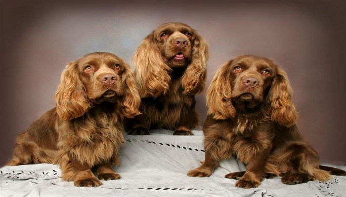 Sussex-Spaniels-3