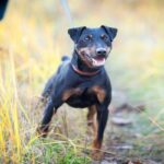 Terrier-alemán-3