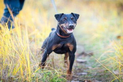 Terrier-alemán-3