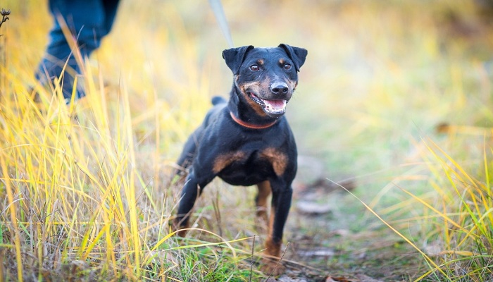 Terrier-alemán-3