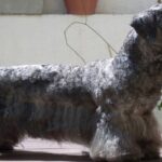 Terrier-checo-3