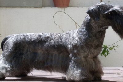 Terrier-checo-3