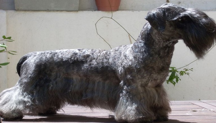 Terrier-checo-3