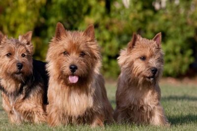 Terrier-de-Norwich-1
