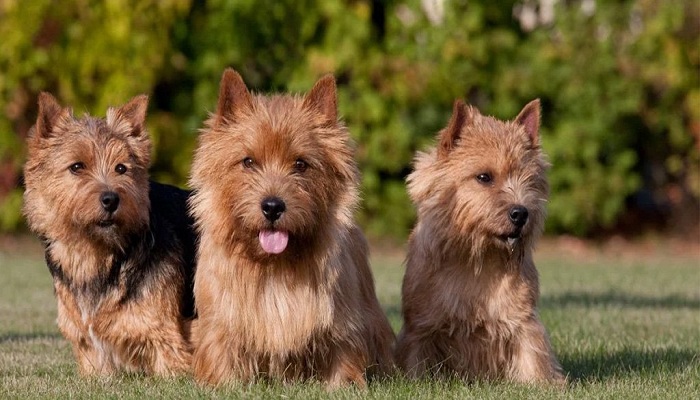 Terrier-de-Norwich-1