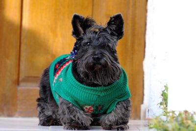 Terrier-escocés-2