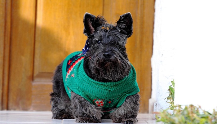 Terrier-escocés-2