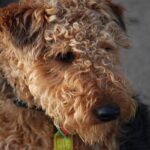 Terrier-galés-3
