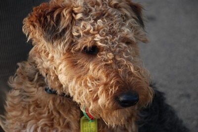 Terrier-galés-3
