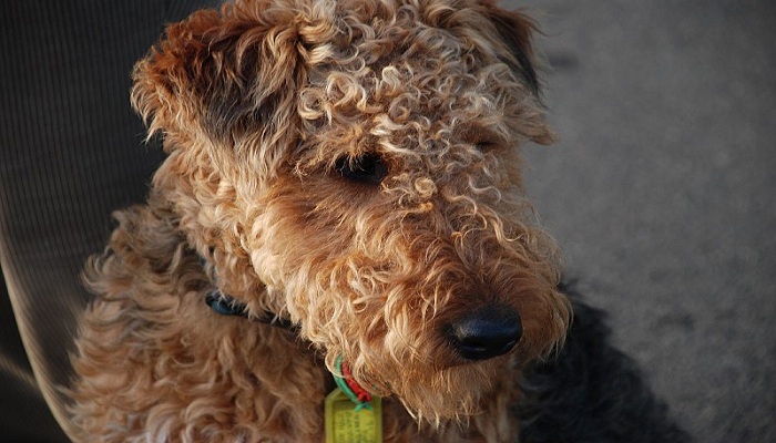 Terrier-galés-3