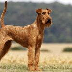 Terrier-irlandés-1