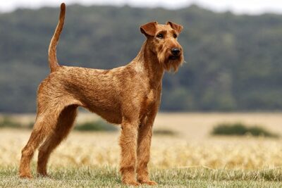 Terrier-irlandés-1