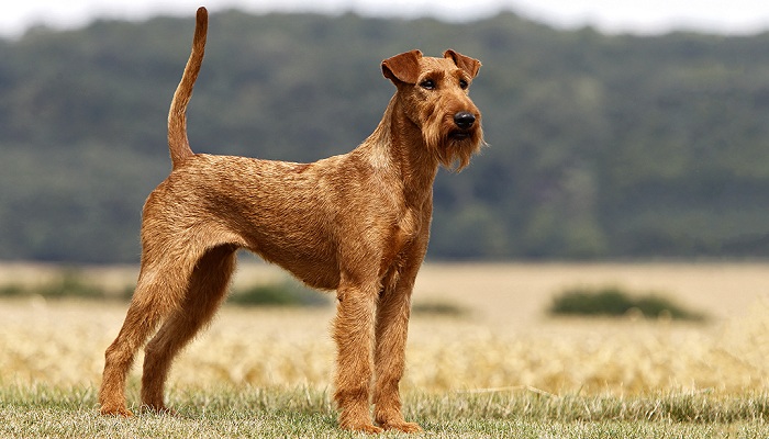 Terrier-irlandés-1