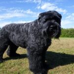 Terrier-ruso-negro-3