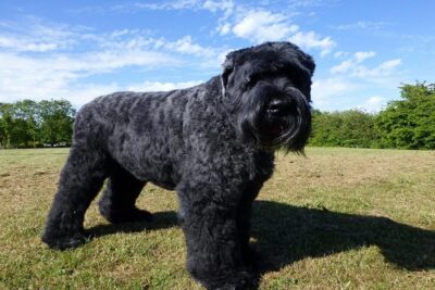 Terrier-ruso-negro-3
