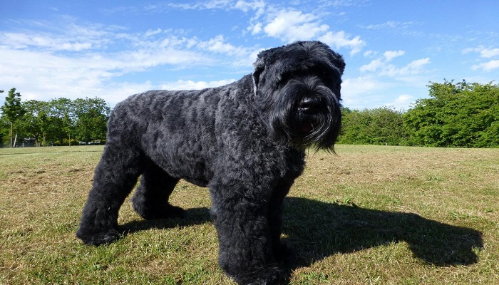 Terrier-ruso-negro-3
