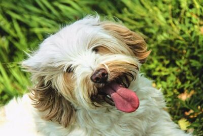 Terrier-tibetano-2