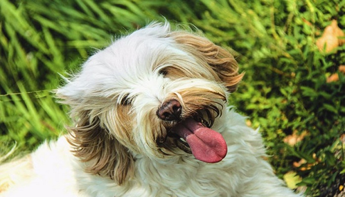 Terrier-tibetano-2