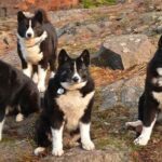 perro-oso-de-Carelia-2